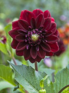 Dahlia Décoratif Obama
