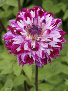Dahlia décoratif Optic Illusion