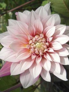 Dahlia buisson Organza