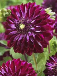 Dahlia décoratif Osirium