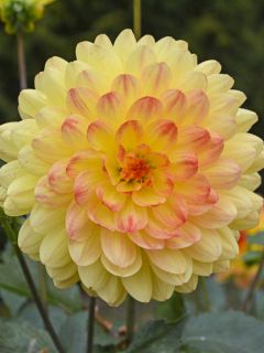 Dahlia Paso Doble Dahlia Paso Doble