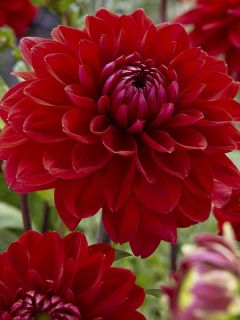 Dahlia décoratif 'Philadelphia'
