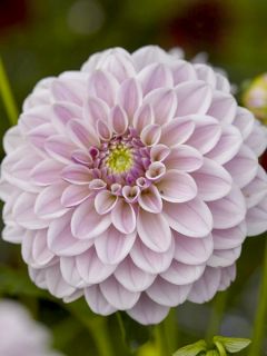 Dahlia Décoratif Pink Silk 