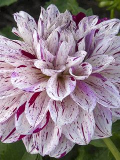 Dahlia décoratif Prince Vaillant