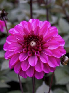 Dahlia décoratif 'Profundo'