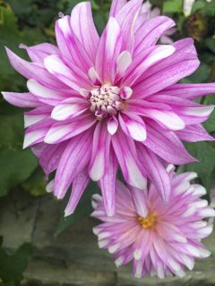 Dahlia Décoratif Razzle Dazzle