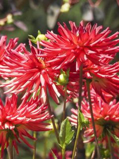 Dahlia Red Devil