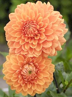 Dahlia Renato Tozio Dahlia Renato Tozio