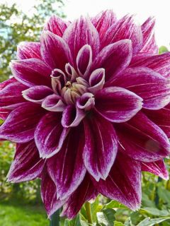 Dahlia décoratif Seawood Glory