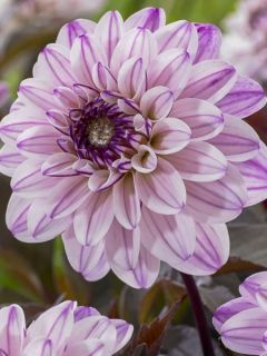 Dahlia décoratif Senior's Art