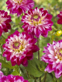 Dahlia Décoratif Demi-nain Senior's Dream.