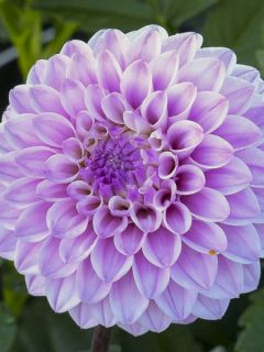 Dahlia décoratif Seniors Perfection
