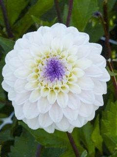 Dahlia décoratif Seniors White