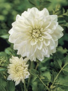 Dahlia décoratif 'Snowstorm'