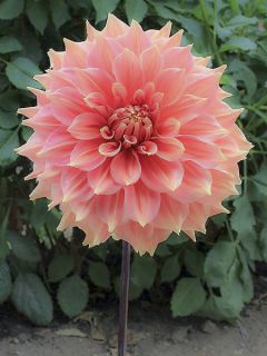 Dahlia Décoratif Summer Beauty Dahlia Décoratif Summer Beauty