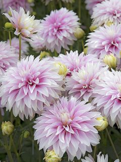 Dahlia Décoratif  Sweet Tiamo