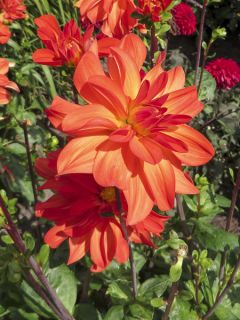 Dahlia décoratif 'Tour du Monde'