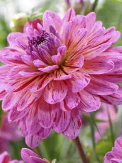 Dahlia décoratif 'Tropical'