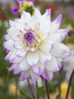 Dahlia décoratif Victoria Ann