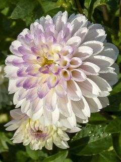 Dahlia White Linda