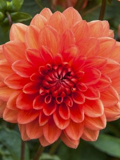 Dahlia Zsa Zsa