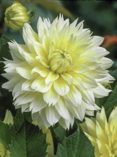 Dahlia Canary Fubuki