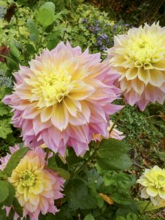 Dahlia Kogane Fubiki