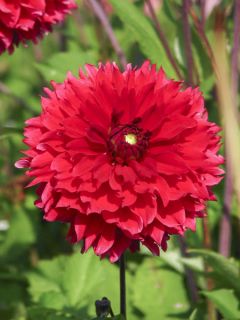 Dahlia Décoratif Red Fubuki