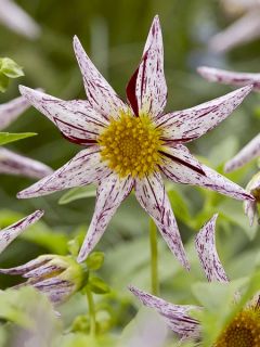 Dahlia honka 'Destiny's Teacher'