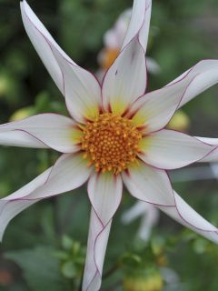 Dahlia Honka fragile