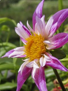 Dahlia Honka Lorana Dawn