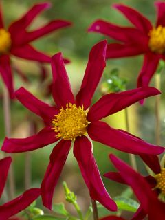 Dahlia Honka Red