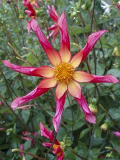 Dahlia Honka Surprise