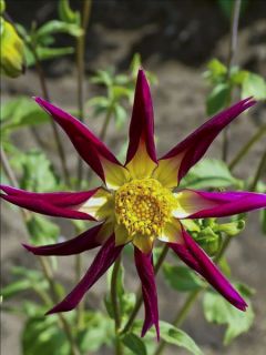 Dahlia Honka Tahoma Moonshot
