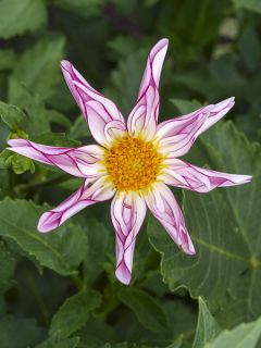 Dahlia Honka Willie Willie