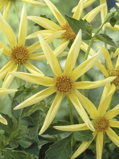 Dahlia Honka jaune