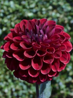 Dahlia mini balles Maroon Fox