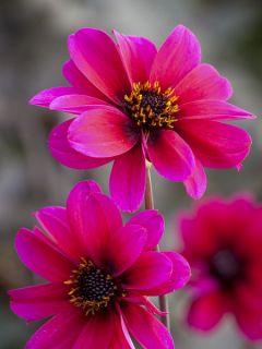 Dahlia Bishop of Canterbury