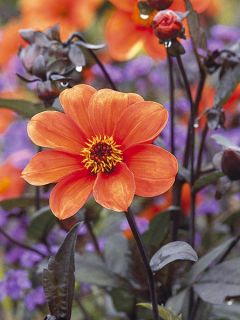 Dahlia Bishop of Oxford