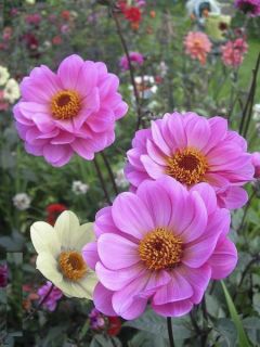 Dahlia paysage Classic Gisele