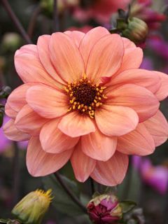 Dahlia Classic Poeme