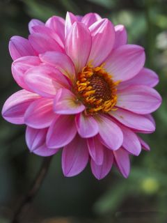 Dahlia Classic Rosamunde