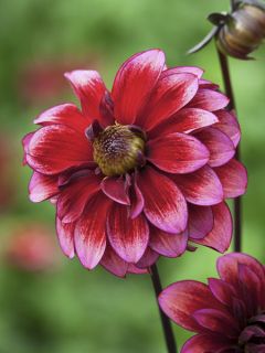 Dahlia décoratif 'Darkarin'