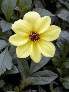 Dahlia Knock Out / Mystic Illusion