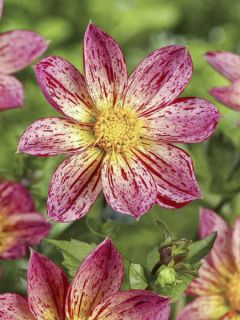 Dahlia Lucky Face