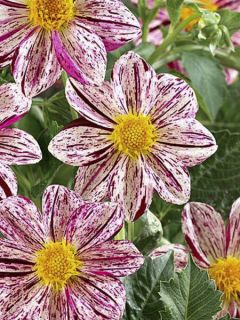 Dahlia Lucky Love