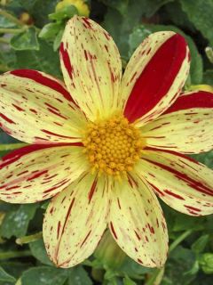 Dahlia Lucky Stripe