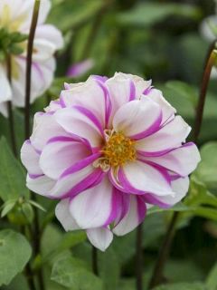 Dahlia Pivoine Priceless Pink Dahlia Pivoine Priceless Pink