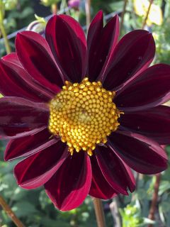 Dahlia décoratif 'Still Going Strong '