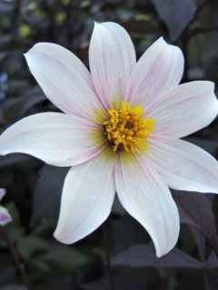 Dahlia Twinings After Eight